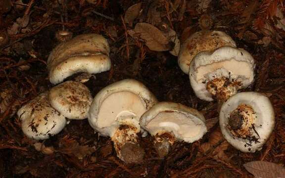 Image of White Matsutake