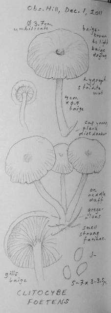 Image of Clitocybe foetens Melot 1980