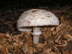 Image of Chlorophyllum brunneum (Farl. & Burt) Vellinga 2002