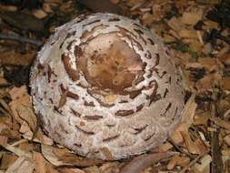 Image of Chlorophyllum brunneum (Farl. & Burt) Vellinga 2002