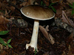 Image of Amanita brunnescens G. F. Atk. 1918