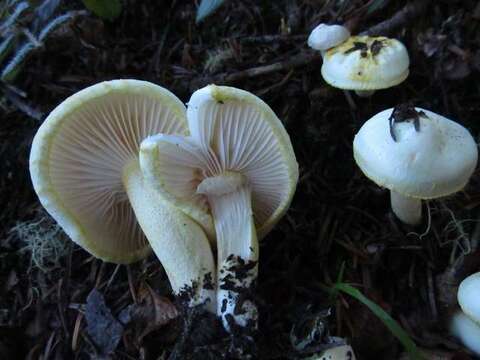 Слика од Hygrophorus