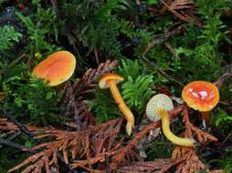 Image of waxcaps (fungi)