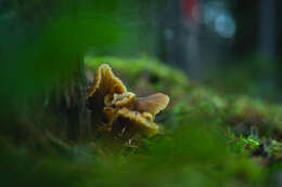 Image of Funnel Chanterelle