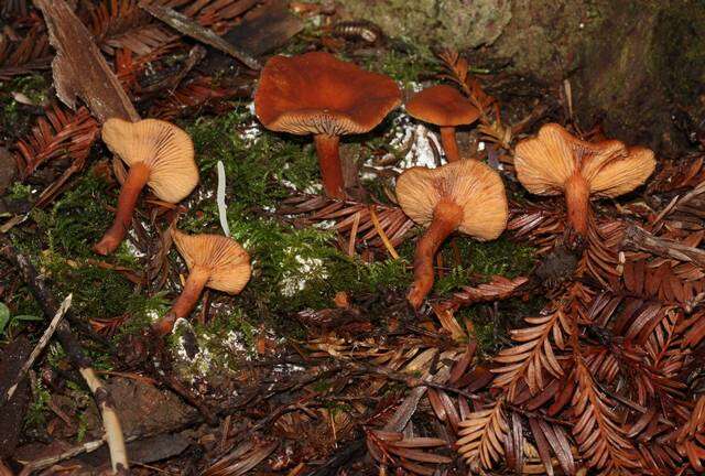 Image of Lactarius rubidus (Hesler & A. H. Sm.) Methven 2013