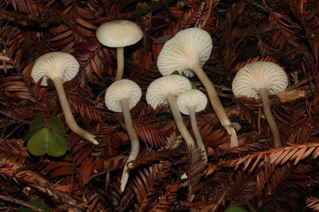 Image de Hygrocybe