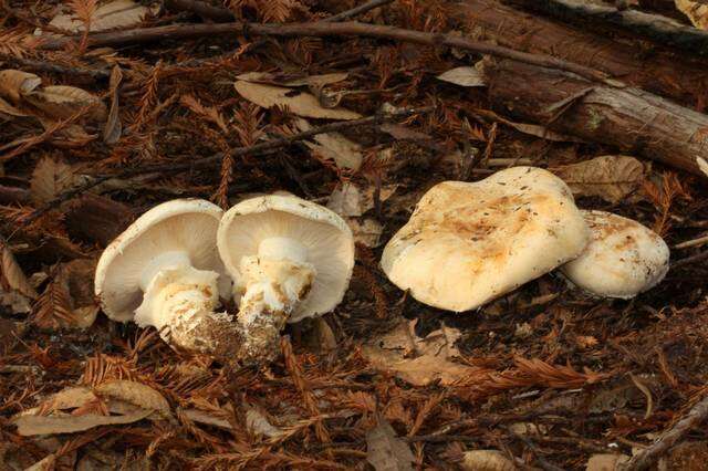 Image of White Matsutake