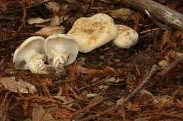 Image of White Matsutake