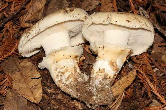 Image of White Matsutake