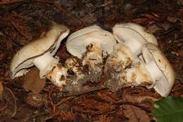 Image of White Matsutake