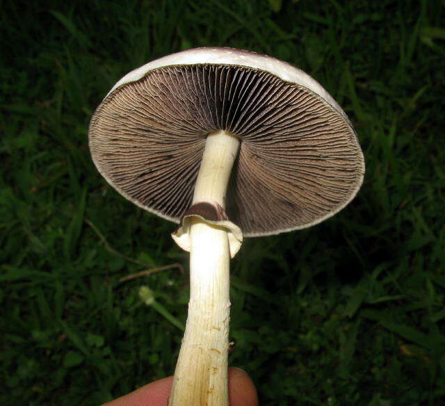 Image de Psilocybe