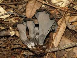 Image of Craterellus