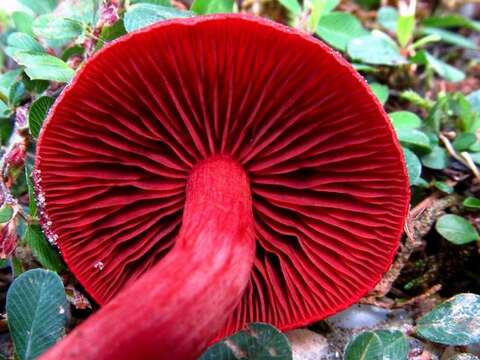 Image of Cortinarius marylandensis (Ammirati) Ammirati, Niskanen & Liimat. 2013