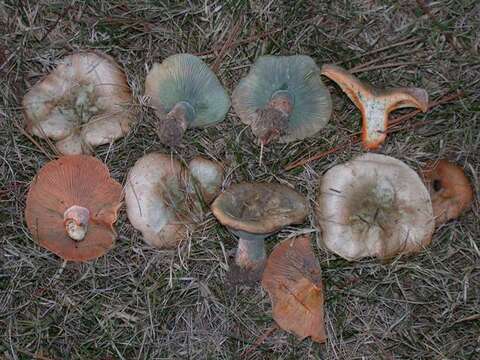 Image of Milk Cap Mushrooms