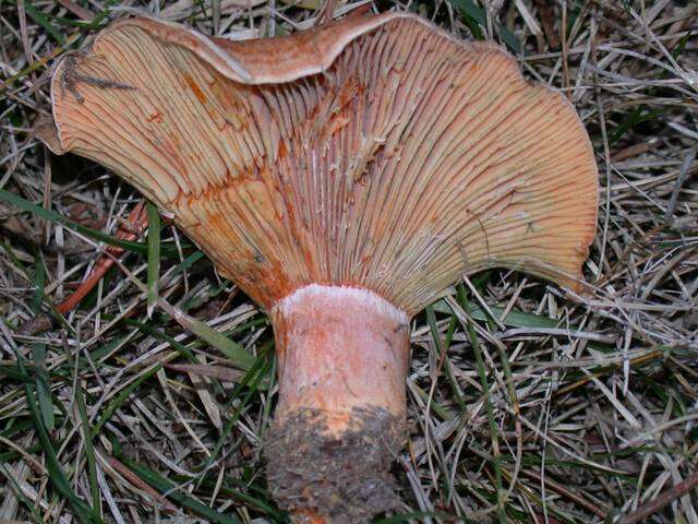 Image of Milk Cap Mushrooms