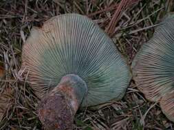 Image of Milk Cap Mushrooms