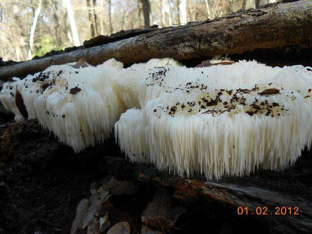 Image of Hericium americanum Ginns 1984