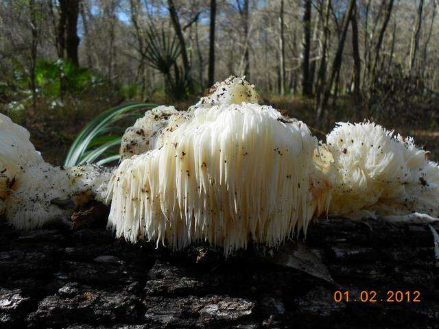 Image of Hericium americanum Ginns 1984