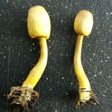 Image of Leucocoprinus