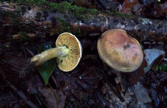 Image of Tricholoma