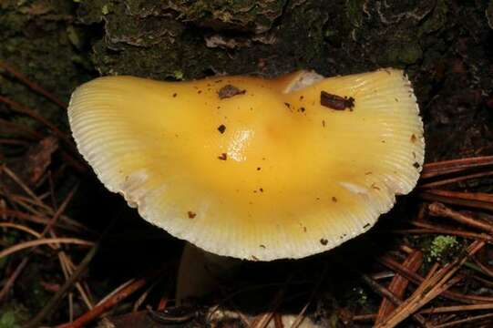 Image of Amanita xylinivolva Tulloss, Ovrebo & Halling 1992
