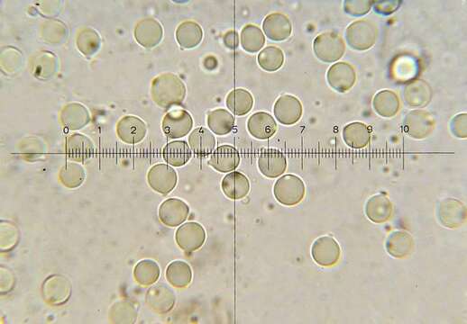 Image of Amanita xylinivolva Tulloss, Ovrebo & Halling 1992