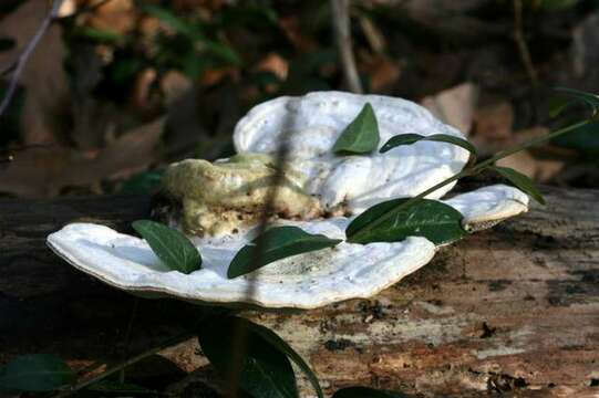 Image of Trametes