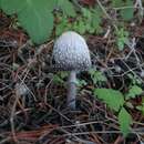 Imagem de Coprinus spadiceisporus Bogart 1976