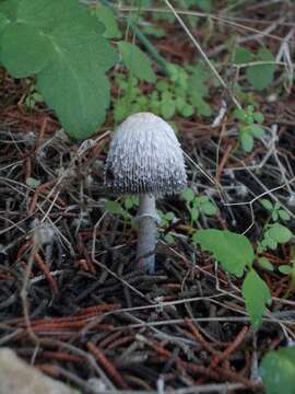 Sivun Coprinus spadiceisporus Bogart 1976 kuva