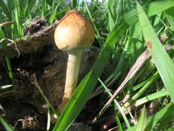 Image de Psilocybe