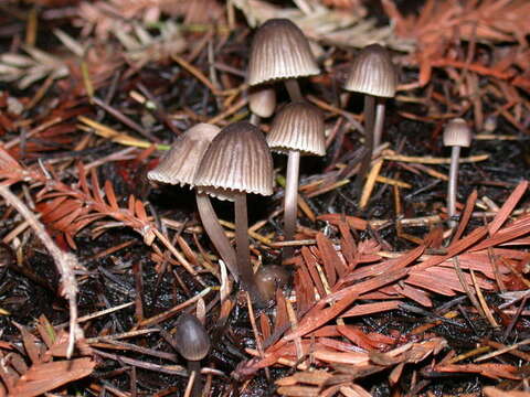 Image of Mycena leptocephala (Pers.) Gillet 1876