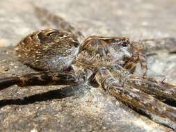 Plancia ëd Dolomedes scriptus Hentz 1845