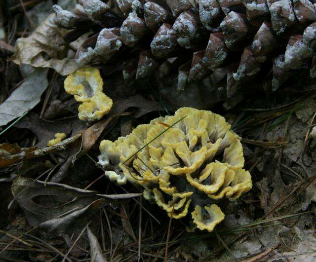 Image de Thelephora vialis Schwein. 1832