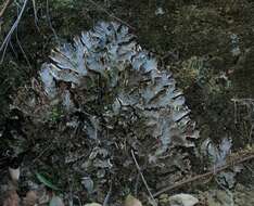 Image of Peltigeraceae