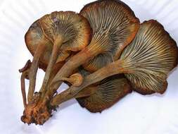 Imagem de Omphalotus