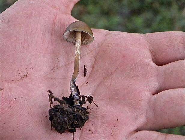 Слика од Psilocybe subtropicalis Guzmán 1995