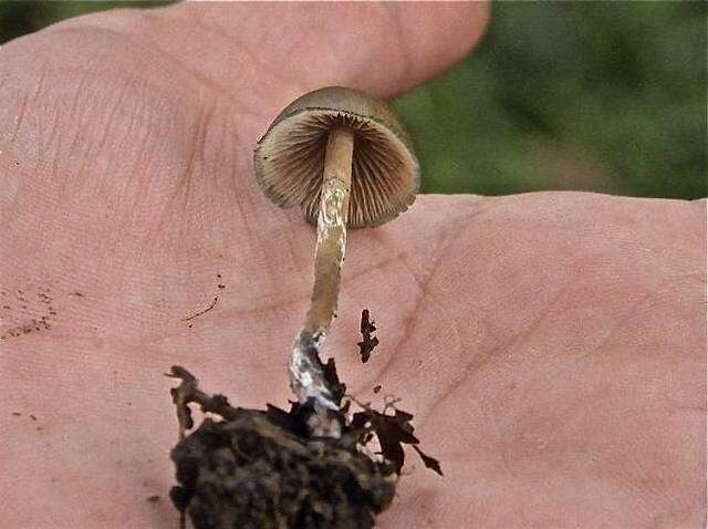 Plancia ëd Psilocybe subtropicalis Guzmán 1995