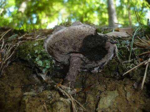 Слика од Strobilomyces