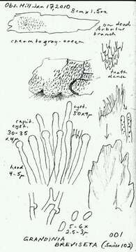 Image of Xylodon brevisetus (P. Karst.) Hjortstam & Ryvarden 2009