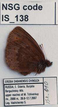 Image of Erebia dabanensis Erschoff 1871