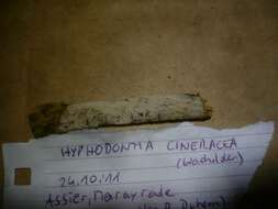 Image of Hyphodontia