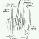 Imagem de Hyphoderma amoenum (Burt) Donk 1957