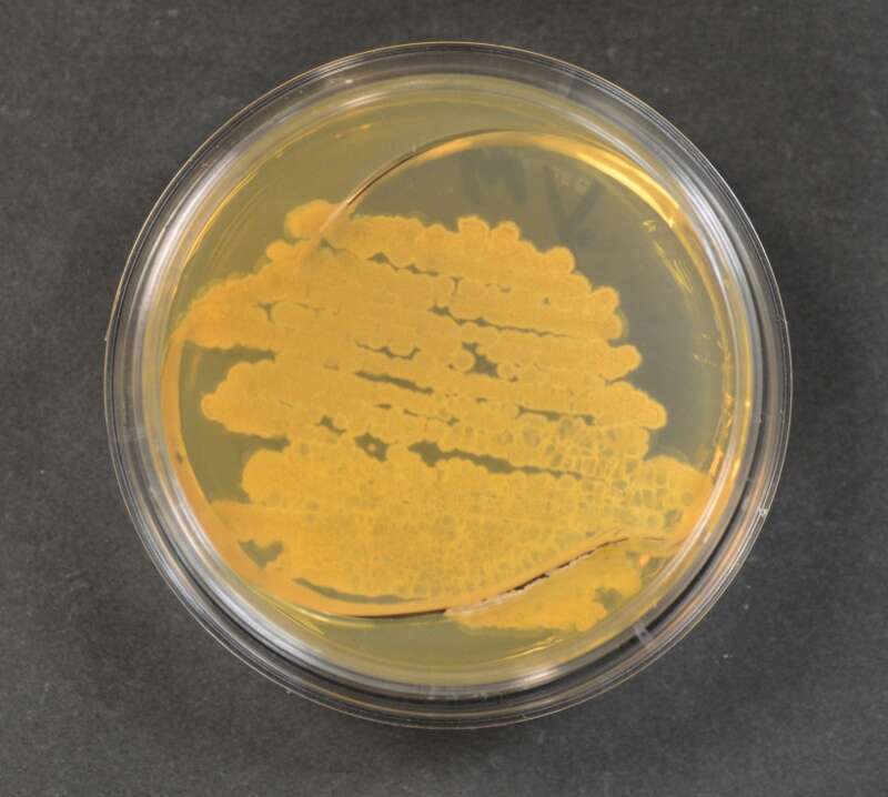 Sivun Streptomycetales kuva