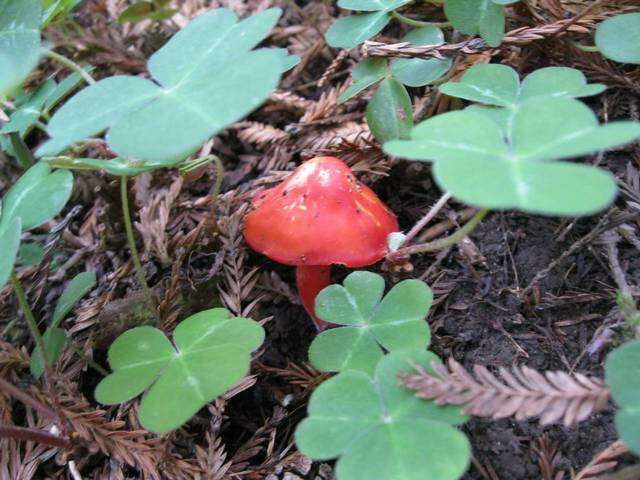 Image de Hygrocybe