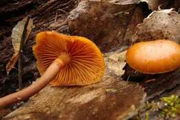 Image of Galerina