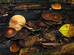 Agrocybe firma (Peck) Singer 1940 resmi