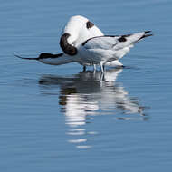 Image of avocet, pied avocet