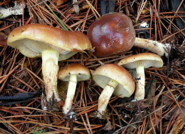 Image of Pholiota