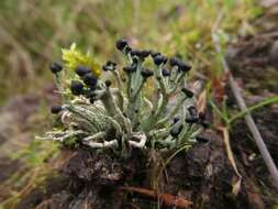 Image of nail lichen