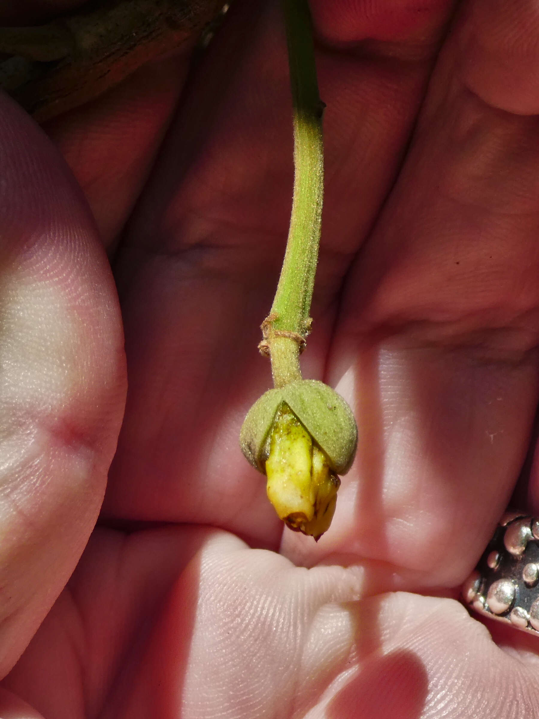 Image of Elaeocarpus bancroftii F. Müll. & Bailey